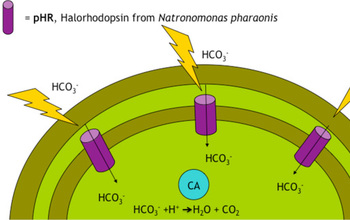 Illustration showing a pump will transport into cells bicarbonate  that will be converted into CO2